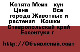 Котята Мейн - кун › Цена ­ 19 000 - Все города Животные и растения » Кошки   . Ставропольский край,Ессентуки г.